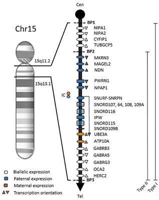 Genotype-Phenotype Relationships and Endocrine Findings in Prader-Willi Syndrome